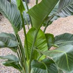 Strelícia Nikolaj (Strelitzia Nicolai) - výška 140-160 cm, kont. C25L